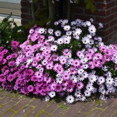 디모르포세카 (아프리칸데이지) 씨앗 3종 선택구매, 1개, 파스텔믹스 20립