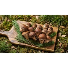 구산농원 참송이버섯 국내산 무농약 당일수확 프리미엄 신선버섯 농장직송 500g 1kg 특대, 1개, 상급 1kg