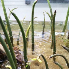 미미네아쿠아 맹그로브 (1뿌리), 1개