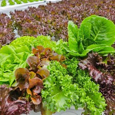 무농약 친환경 유러피안 샐러드 1kg, 무농약 유럽 샐러드 1kg, 1개