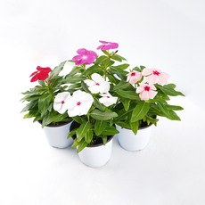 갑조네 일일초 모종 꽃 화분 외목대 봄꽃, 2개, 혼합