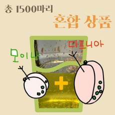다프니아 & 모이나 물벼룩 1500마리 (다프니아 500마리+모이나 1000마리)