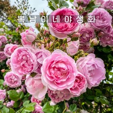 줄장미 자스미나 소품 [2개 복남이네야생화 모종 넝쿨장미 덩굴장미 핑크 로즈 rose], 2개