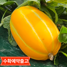 2026햇성주참외 고당도 산지직송 당일수확, 1박스, 가정용랜덤1kg