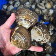 생물 웅피조개 북방대합 운피 우바가이, 1개, 1kg(6미 내외)