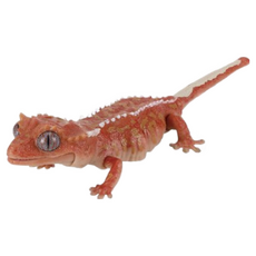 M.M小舖 BANDAI 轉蛋 扭蛋 生物大圖鑑爬蟲類DX 守宮 蜥蜴 圖鑑 可動 模型 全5款, 1個, D款/鳳頭守宮1E432