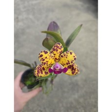 cattleya jungle eyes/小型交種嘉德麗/不常見/開花性很好/不難栽培/勿直曬陽光/2.5吋