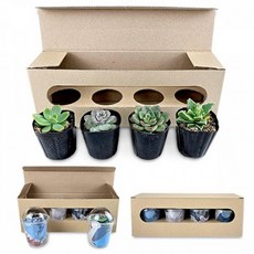 다육이식물4개(식물랜덤), 투명컵