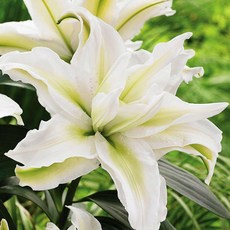 야생화피어나라플라워 장미백합 구근(모니카) 1Set 3구, 1개