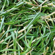 (산지직송)2026년 첫 초벌부추 경남 사천 국내산 노지 초벌 부추 1kg 노지 초벌 정구지 (초벌), 1개