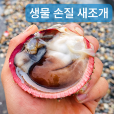 [산지직송] 자연산 여수 손질 생물 새조개, 1개, 200g