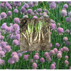 (성실)차이브 종근 100촉