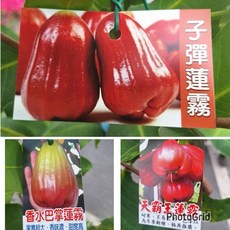 霏霏園藝 蓮霧成樹 盆栽果樹苗, 1個