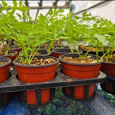 국산 사계절 여름 두릅 묘목 모종 5주 8주 10주, 5개