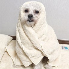 초코펫하우스 몬스터 펫타올 베이지 중형, 1개, 단품