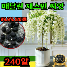 [AAA급]행잉 자스민 짜스민 꽃나무 씨앗 향기로운 재스민 매달린 재스민 씨앗 발알율 높음 초보자 쉬운 재배, 240개