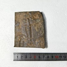 고생물 화석 표본 세트 실물 모형 전시 수집 자연학습 관찰 자료, 5