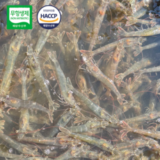 100% 국내산 무항생제 인증 친환경 급냉 새우, 1개, 1kg(35미)