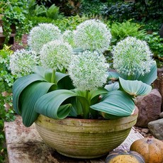 [큐가든] 알리움 구근 카라타비엔스 아이보리퀸 3개 유럽 직수입 특선