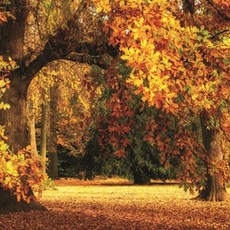 가을 단풍 환절기 화려한 직소 조각퍼즐 1000조각 오크나무의 45132PC 1(ea), 1개