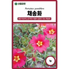 채송화씨앗 1g (약 2ml) 가정원예 식물기르기 가드닝 야생화 꽃씨 화훼종자, 1개