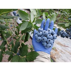 냉동 블루베리 대, 1개, 500g