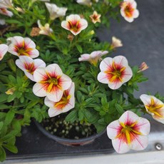 칼리브라코아 카푸치노 1+1 공중식물 2포트 한세트출고