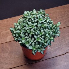 테이블가드닝 미니 피토니아 화이트스타 수경재배 공기정화 정글 테라리움 식물, 1개