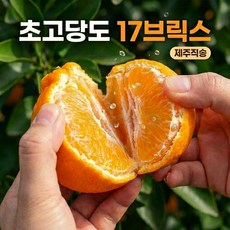 [프리미엄용] 초고당도 제주 한라봉 17brix전후 비교불가 초특가, 1박스, 5kg(대과)