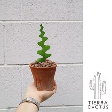 아기자기한 미니 화분 3종 금호 생선뼈 축전 - 더티빈티지 토분S, 생선뼈(받침포함), 1개