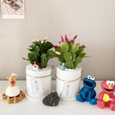 키우기 쉬운 게발선인장 크리스마스선인장 꽃피는선인장, 빨간색 꽃, 1개