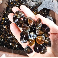 당일채취 생물 활 재첩 제첩, 1개, 2kg