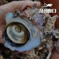 뿔소라 1kg 자연산뿔소라 캠핑소라 구이용 거제도 손질 뿔소라회 소라회, 1개, 1 kg(8-9미)