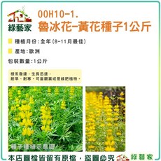 【綠藝家】魯冰花(黃花)種子1公斤