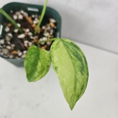 안스리움 비타리폴리움 바리에가타, 1개