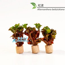 AC草影 紅波草 五株 水草 兩棲植物 苔蘚缸 戶外缸水草 水生植物 水草造景 紅波 魚缸水草 水族造景, 1個, 紅波陶瓷環