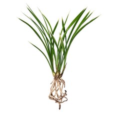 나라아트 영양안석5리터.난석.동양란모음선택1.동양란., 1개, 05. 황금채홍(4-5촉)