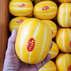 [산지직송 당도선별] 성주 꿀 참외 [혼합/꼬마/중과/대과] 선물용 로얄과 2kg 3kg 5kg 10kg, 1개, 14. 대과 3kg
