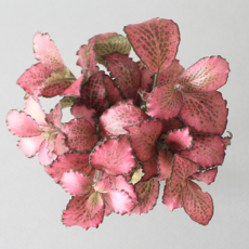 수경 재배 식물 휘토니아 핑크스타 5p 실내 공기정화식물 플랜테리어, 식물 단품, 1개