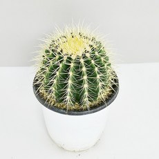 하이선인장 금호선인장 금빛가시선인장 키우기쉬운식물 공기정화식물 반려식물 선인장화분, 1개