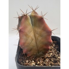 [가람다육] 태랑각 선인장, 1개, 태랑각371