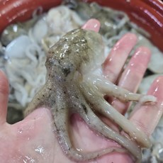 서해 활쭈꾸미 2kg 4인분 샤브샤브 찜 볶음 안주, 1개
