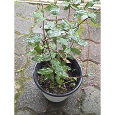 붉은인동초 노지월동다년초 덩쿨식물 소품 야생화 노지월동 그린식물팜, 1개