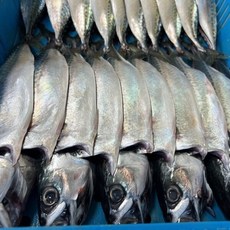 국산 다대포 대짜 자반고등어 간고등어 10마리 5손, 1박스