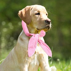 스카프 쿨 강아지, 단품