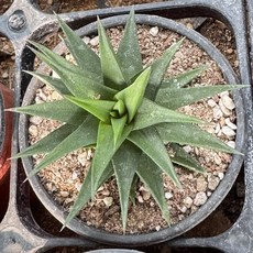 구층탑 9호 다육이 데스크테리어 홈가드닝 키우기쉬운식물, 단일, 1개