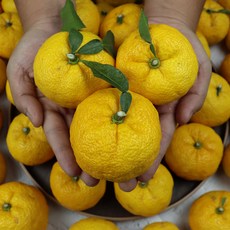 푸드꾸미 남해 해풍맞은 고흥 햇 향긋한 향이 좋은 유자, 1박스, 10kg(90-130g내외 중대)