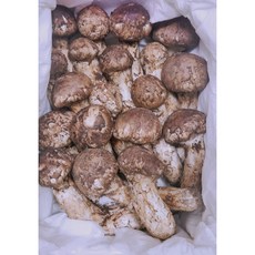 냉동송이버섯 (국내산 특급송이) 자연산 선물용 1등급 300g, 1박스