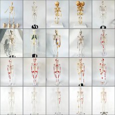 교육용 전신 골격 모형 관절 해부학 실습 인체 피규어 170cm, 1개
