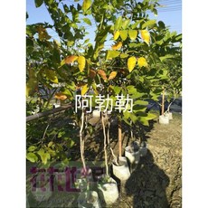 花花世界 阿勃勒 喬木觀葉植物 黃金雨景觀樹種 高約150公分, 1個